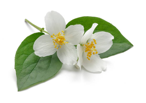 istock White jasmine flowers with green leaves 1093075292