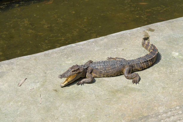 istock Crocodile in the sun. 1093077388