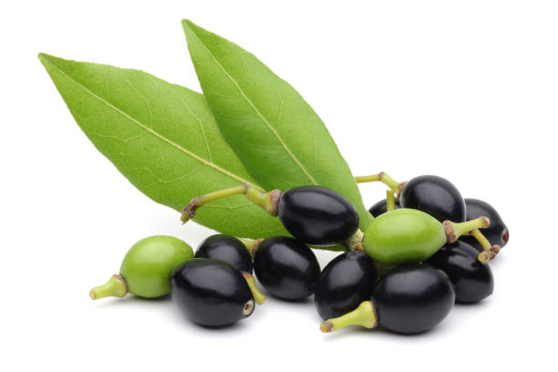 Laurel leaves and fruit isolated on white background