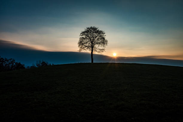 istock Silhouette Tree On Field Against Sky During Sunset 1093081972
