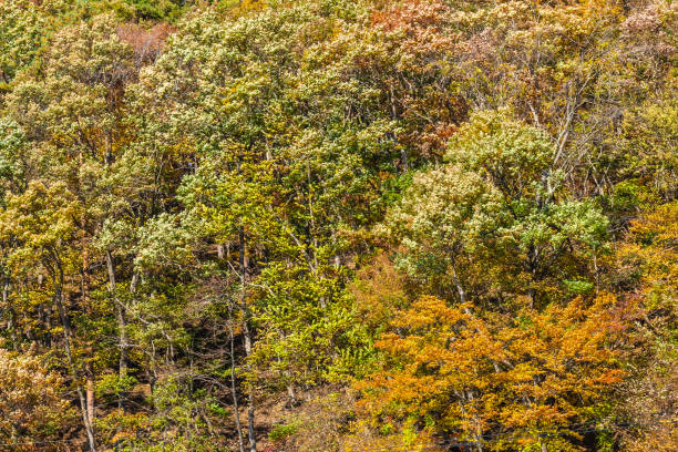 istock Full Frame Shot Of Trees In Forest 1093084534