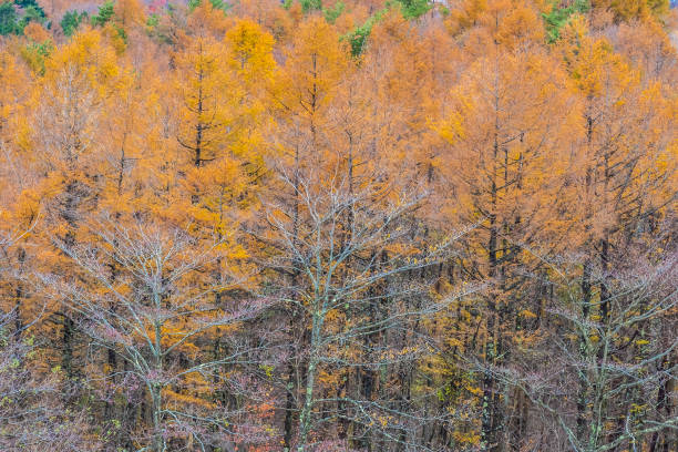 istock Trees Growing In Forest During Autumn 1093084558