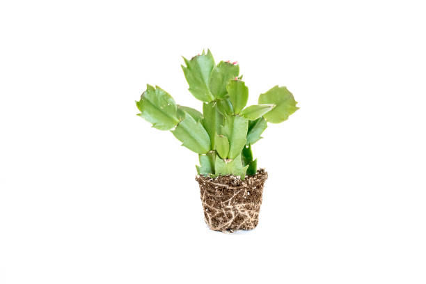 istock Beautiful close up cactus or cacti  with green leaves 1093084940