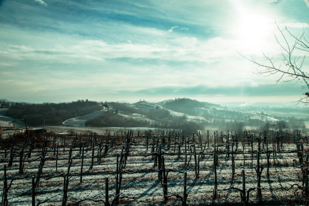 istock snowy morning in the vineyard 1093085394