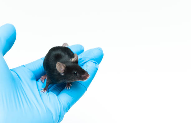 실험실 연구원의 손에 실험 검은 c57bl/6 마우스 - genetic screening 뉴스 사진 이미지