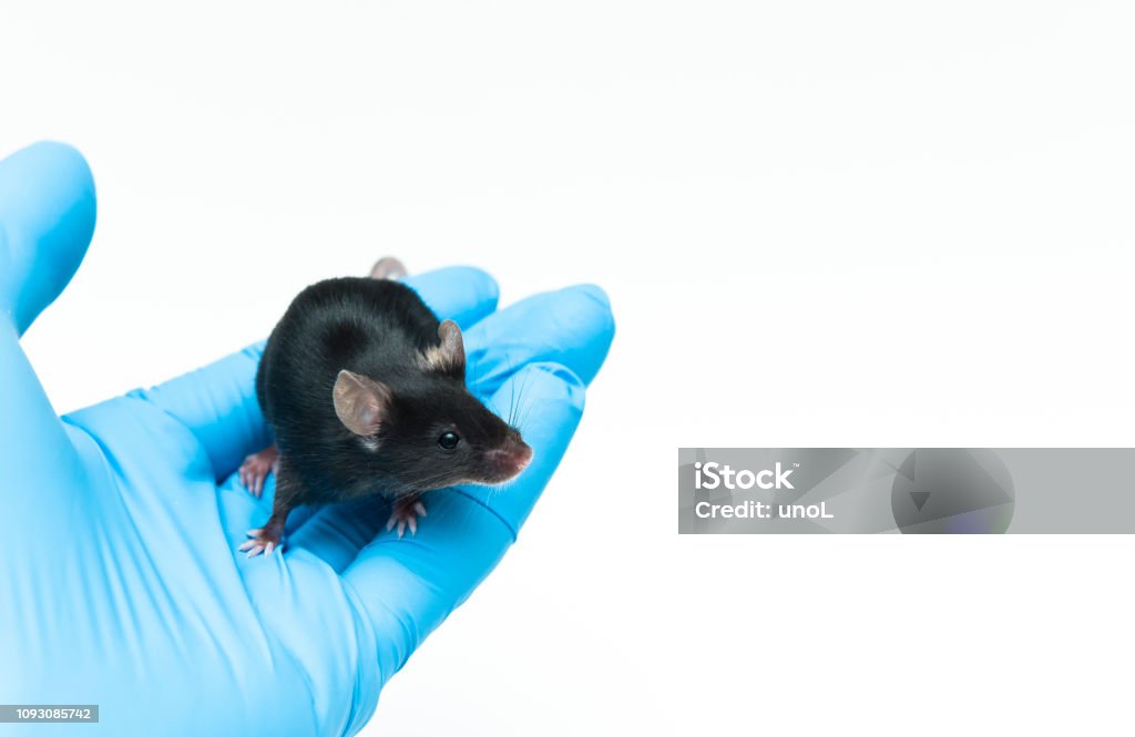 Experimental black C57BL/6 mouse on the laboratory researcher's hand Mouse - Animal Stock Photo