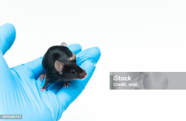 Experimental Black C57bl6 Mouse On The Laboratory Researchers Hand Stock Photo - Download Image Now