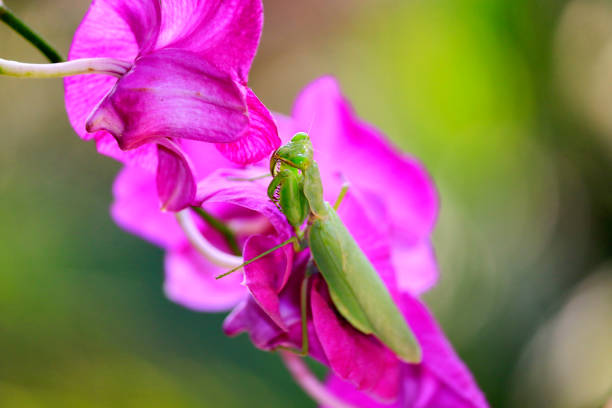 istock Locust on a colourful natural blur background. 1093085782