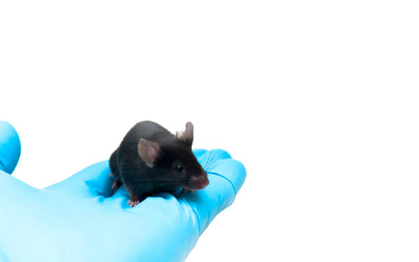 istock Experimental black C57BL/6 mouse on the laboratory researcher's hand 1093087902