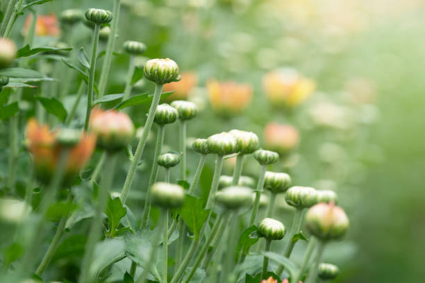 chrysanthemum in the garden