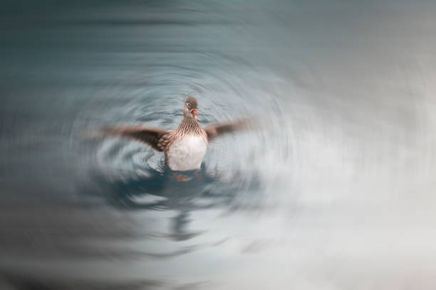 istock Fine art work of a duck in a lake in motion. 1093089896