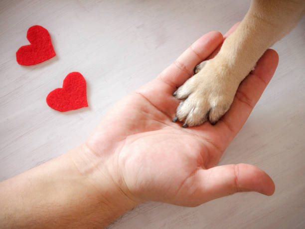 男は、愛を込めて犬の足を保持しています。白地に赤いハート - palm people white brown ストックフォトと画像