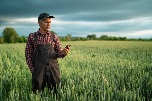 istock Senior farmer looking at smart phone in field 1093092328