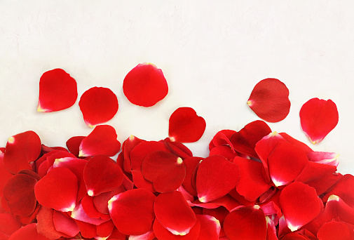 Red festive rose petals background, love flowers card, selective focus, toned image