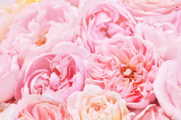 istock Summer blossoming delicate rose blooming flowers 1093095164