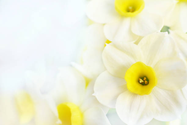 istock Spring blossoming yellow daffodils, springtime blooming narcissus (jonquil) flowers 1093096680