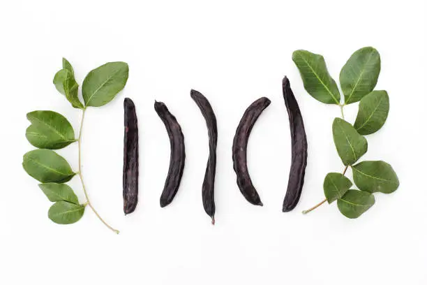 Ripe carob pods and green leaves from carob tree on white background Hhealthy alternative to chocolate and sugar.