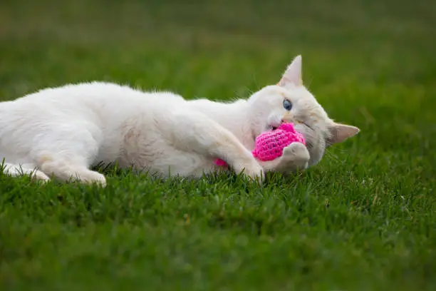 A white cat plays with a pink crocheted catnip mouse on a grassy green lawn.