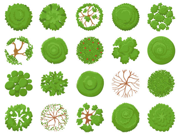 ilustrações, clipart, desenhos animados e ícones de árvore de vista superior. plantio de árvores verdes, vegetação mapa de parque e floresta tropical mapas visualização acima conjunto de ilustração vetorial - treetop