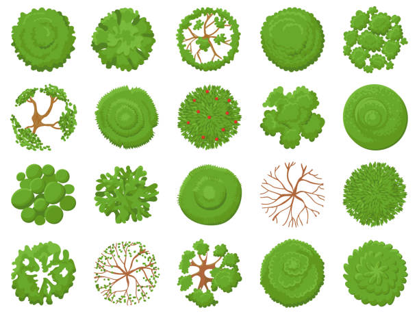 Top view tree. Planting green trees, park map vegetation and tropical forest maps viewing from above vector illustration set Top view tree. Planting green trees, park map vegetation and tropical forest maps viewing from above. Landscape garden tree planting design vector illustration isolated icons set treetop stock illustrations