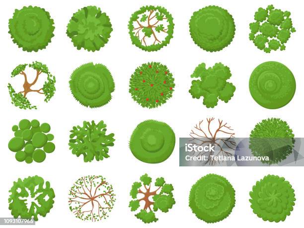 Top View Tree Planting Green Trees Park Map Vegetation And Tropical Forest Maps Viewing From Above Vector Illustration Set Stock Illustration - Download Image Now