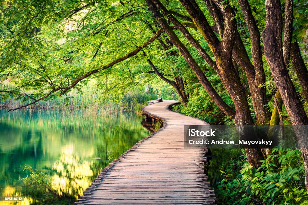 美しい朝プリトヴィツェ国立公園内。純粋な水の湖、緑の森のカラフルな春の景色。クロアチア、ヨーロッパの偉大なカントリー サイド ビュー。概念、自然の背景の美しさ。 - 自然のロイヤリティフリーストックフォト