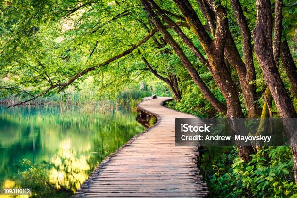 美しい朝プリトヴィツェ国立公園内純粋な水の湖緑の森のカラフルな春の景色クロアチアヨーロッパの偉大なカントリー サイド ビュー概念自然の背景の美しさ - 自然のストックフォトや画像を多数ご用意