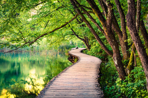 普利特維采國家公園風景如畫的早晨。五顏六色的春天場景的綠色森林與純淨的水湖。克羅地亞、歐洲的偉大鄉村景觀。自然之美概念背景。 - 風景 大自然 個照片及圖片檔