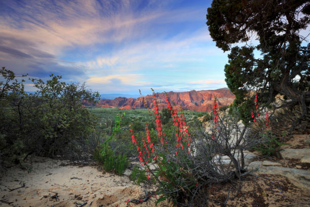 istock Wildflowers at Snow Canyon State Park 1093113824