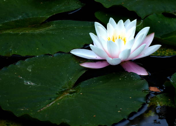 istock Garden pond with water lily in full bloom 1093114422