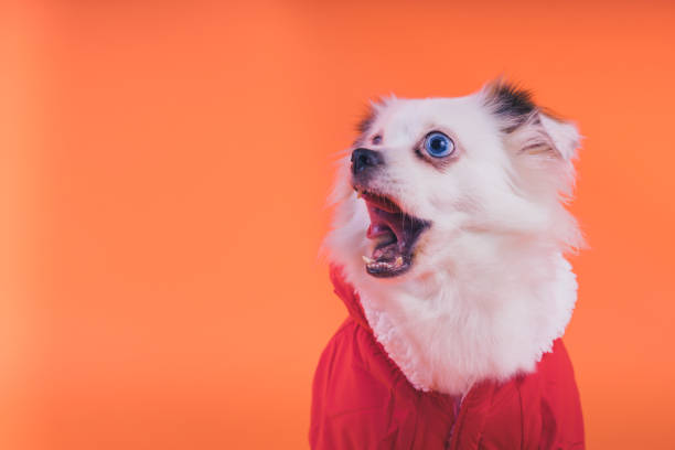 istock White spitz puppy, on an orange background. 1093116178