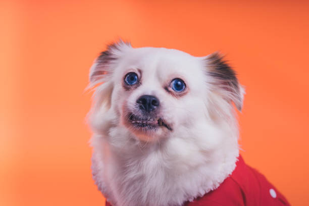 istock White spitz puppy, on an orange background. 1093116262