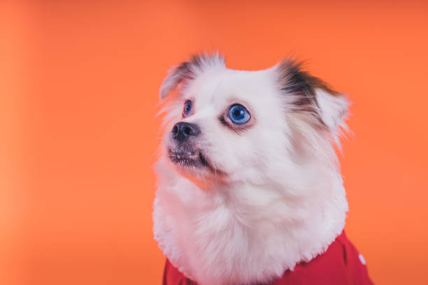 istock White spitz puppy, on an orange background. 1093116330