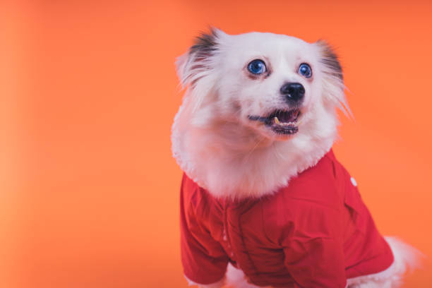 istock White spitz puppy, on an orange background. 1093116404
