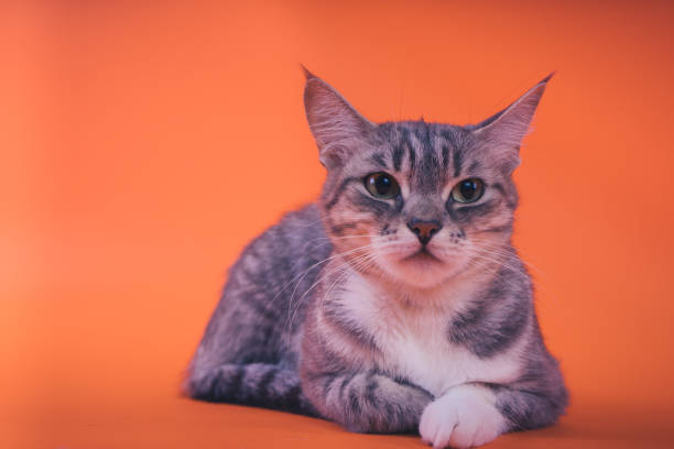 istock Gray cat on orange background. 1093119450