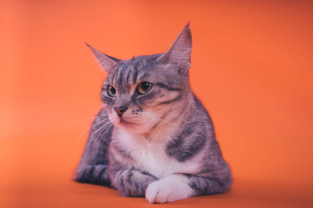 istock Gray cat on orange background. 1093119462