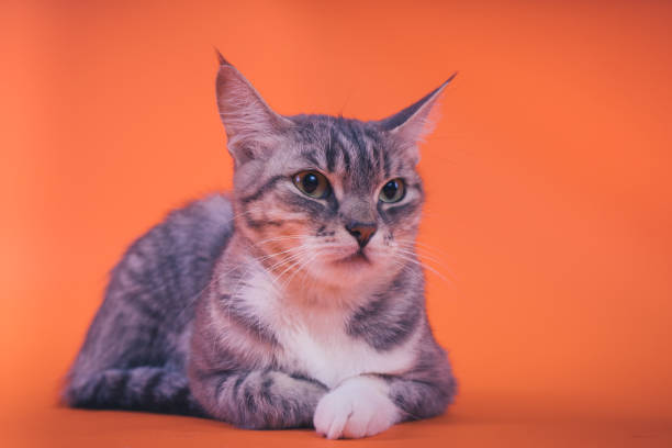 istock Gray cat on orange background. 1093119514