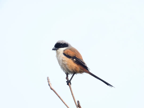 istock Long-tailed shrike, Lanius schach 1093120448