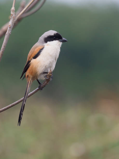 istock Long-tailed shrike, Lanius schach 1093120454