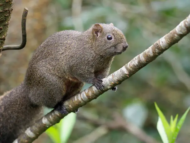 Pallas's squirrel, Callosciurus erythraeus, Single mammal on branch, Taiwan, January 2019