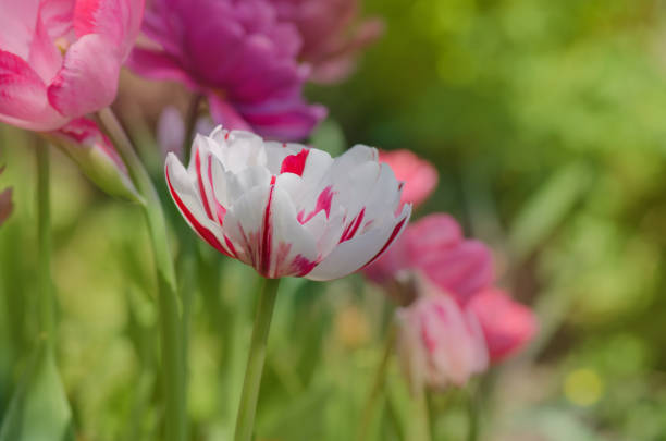 Landscape with  tulip field. Tulip field in spring. Mix color tulip flower. Beautiful colored tulips on field