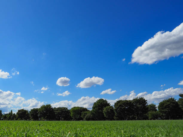 istock Green lawn field under the blue fine sky 1093139502