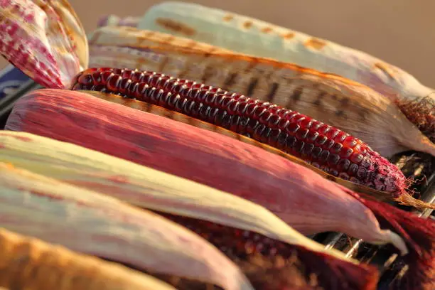 Photo of mix of varieties of native corn and maize grilled in hot fire with charcoal