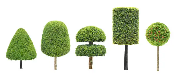 Photo of collection set of different shape of topiary tree isolated on white background for formal Japanese and English style artistic design garden