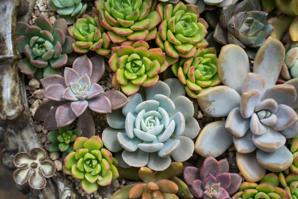 istock Group of cactus in a pot, succulent plant 1093146150
