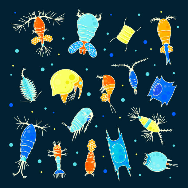 Plankton, collection of bright small water organisms Plankton, collection of bright small water organisms. Plant life of a water, diverse set. Vector illustration on black background invertebrate stock illustrations