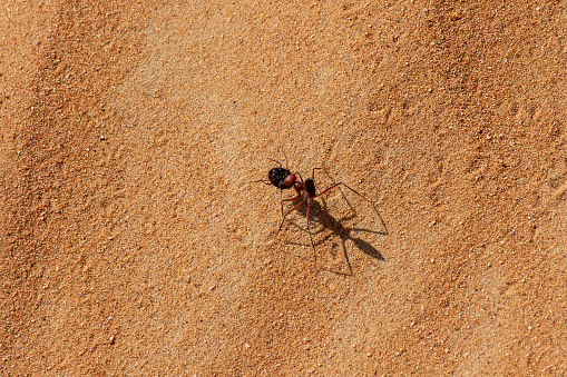 Sahara Desert Ant (Cataglyphis bicolor) running with a small dead beetle on route to the colony.