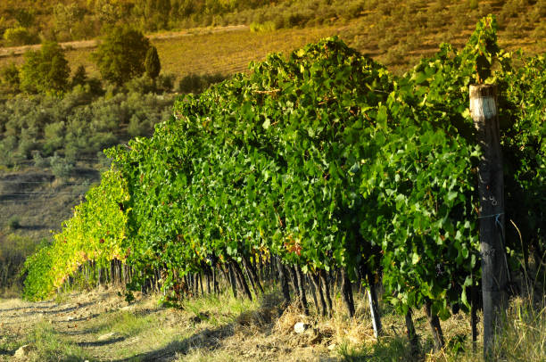 istock green rows of vineyards in tuscany 1093154246
