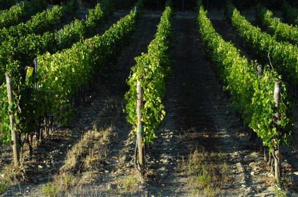istock green rows of vineyards in tuscany 1093154248