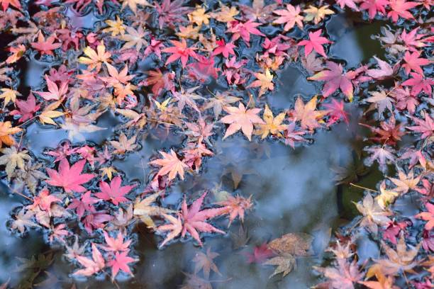 istock Fallen Japanese Autumn Maple leaves on pond waters 1093155134